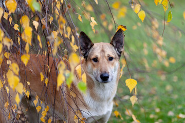 Dog peeking from behind tree in autumn