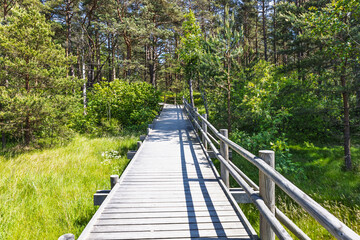 Elevated wooden walkway leading into lush green pine forest, perfect eco trail for hikers