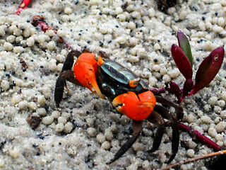 A red-claw mandgrove claw (Perisesarma guttatum) with bright orange claws, surrounded my feeding...