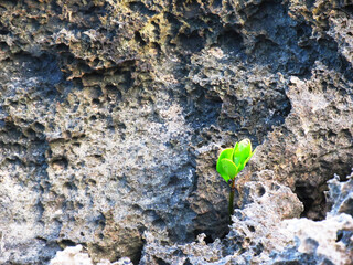 A single Mangrove growing between the cracks of beach rock on the coast of KaNyaka Island in...