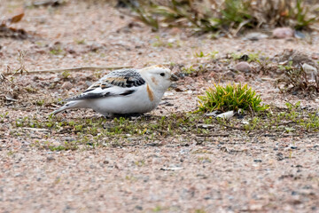snow bunting
