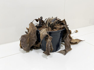 Withered Plant in Black Plastic Pot on White Tile Background