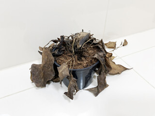 Withered Plant in Black Plastic Pot on White Tile Background