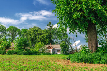 Abandoned rural old house under tall green trees in an overgrown yard. Blue sky background. Rustic...