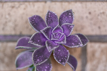 Top-down view of a purple succulent covered in dew, showcasing perfect symmetry and rich color. The...