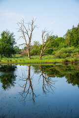 Two barren trees at the shore of the pond in a summer landscape