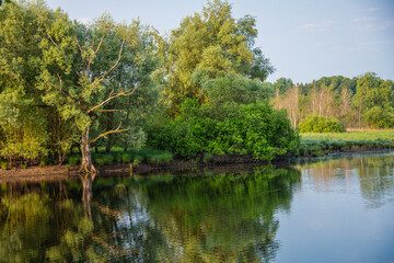 Landscape of a lake shore with trees, reeds and grass