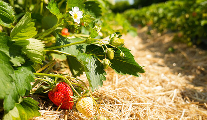 Vibrant red strawberries nestled among lush green leaves in a sunlit field, showcasing the beauty of nature and the joy of harvesting fresh produce in a serene environment