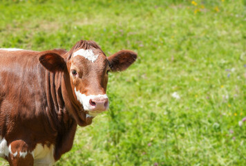 Brown and white calf standing in lush green meadow, surrounded by vibrant wildflowers, showcasing the beauty of nature and pastoral life in a serene environment