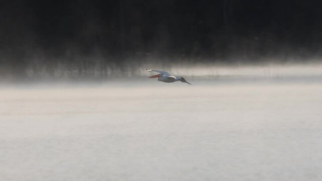 Slow motion of an American white pelican (Pelecanus erythrorhynchos) gliding across the water and landing gracefully on Antelope Lake, California.