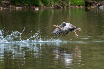 The flying greylag goose, Anser anser is a species of large goose