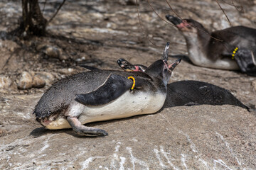Humboldt Penguin, Spheniscus humboldti in a park