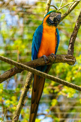 The Blue-and-yellow Macaw, Ara ararauna is a large South American parrot