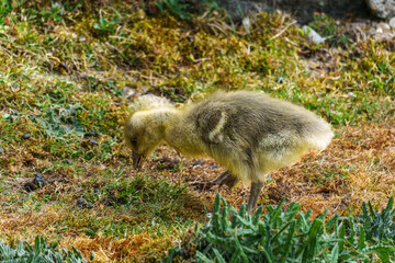 Beautiful yellow fluffy greylag goose baby gosling in spring, Anser anser