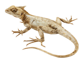 Naklejka premium Close-up of a Pale Beige Lizard on White Background
