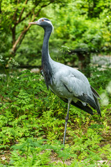Naklejka premium Demoiselle Crane, Anthropoides virgo are living in the bright green meadow during the day time