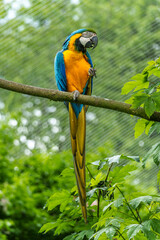 The Blue-and-yellow Macaw, Ara ararauna is a large South American parrot