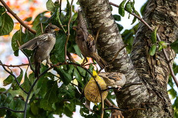 House sparrow bird, Passer domesticus perched on bird feeder containing birdseed.