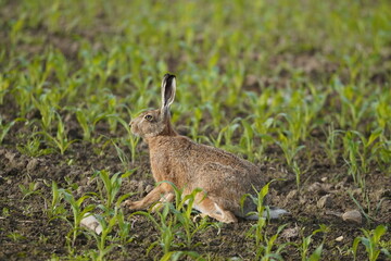 European brown hare in a young cornfield