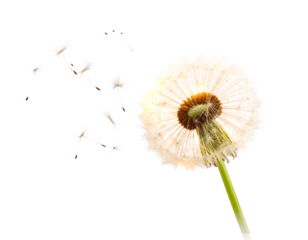 dandelion isolated on white