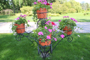 Three colorful pots of geraniums displayed on a metal stand in a serene park environment.