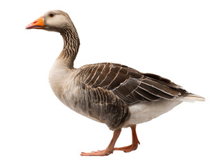 Majestic Greylag Goose A Stunning Portrait of Domesticated Poultry