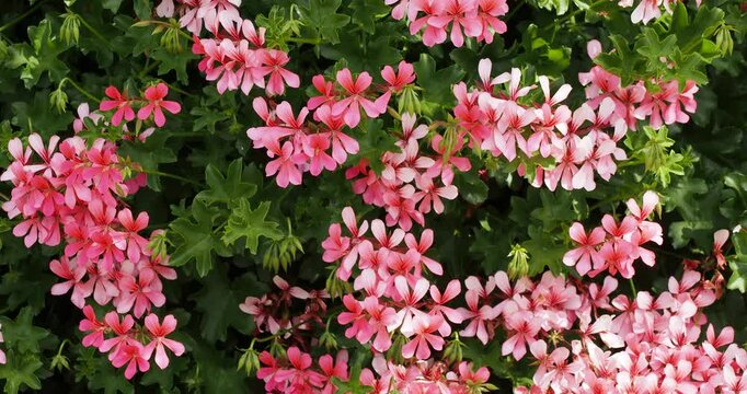(Pelargonium peltatum) Green flower stems of Ivy-leaved pelargonium bearing light green pointed lobed foliage and pale pink inflorescences in umbels sitting atop long stalks 