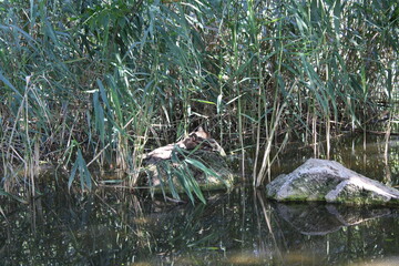 A peaceful duck rests on a rock surrounded by calm water, capturing a moment of natural beauty.