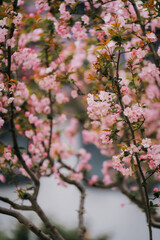 Spring Pink Flower Sea