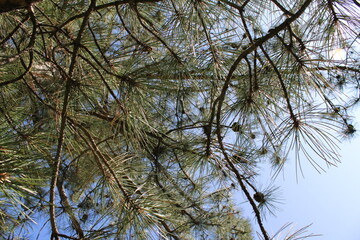Close-up of a pine tree showcasing its dense, vibrant green needles.