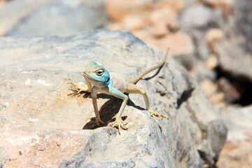 Blue Gecko on rock with a side profile pose