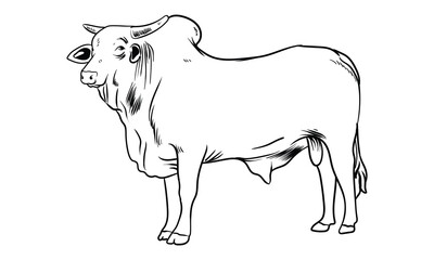 hand drawn superior bull with separate white background