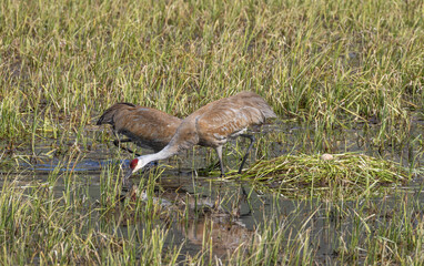 Pair of Sandhill Cranes at a Nest in a Pond in Wyoming in Springtime