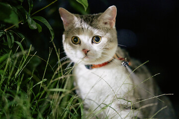 Curious cat in the grass
