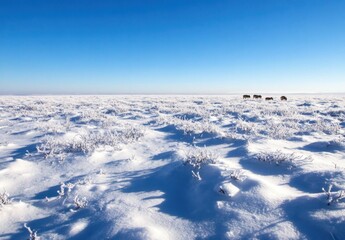 A Vast Snowy Landscape Under Clear Blue Sky, Featuring the Serene Beauty of Winter's Frozen Wilderness and Gentle Hues of Nature's Calm