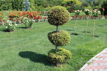 A serene garden scene featuring a small tree surrounded by vibrant flowers.