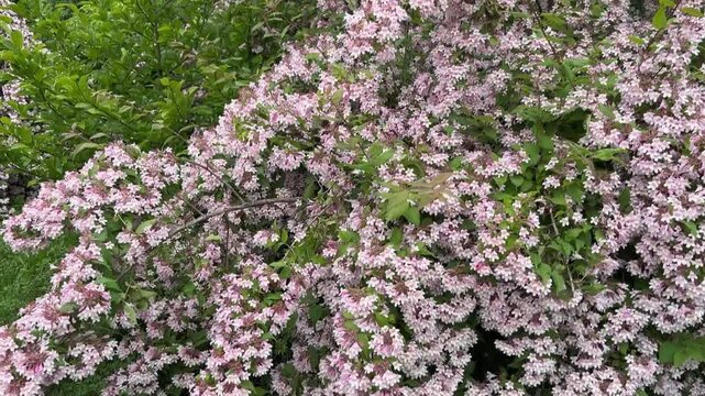 In summer, the weigela bush blooms with bright pink flowers in Belarus.
