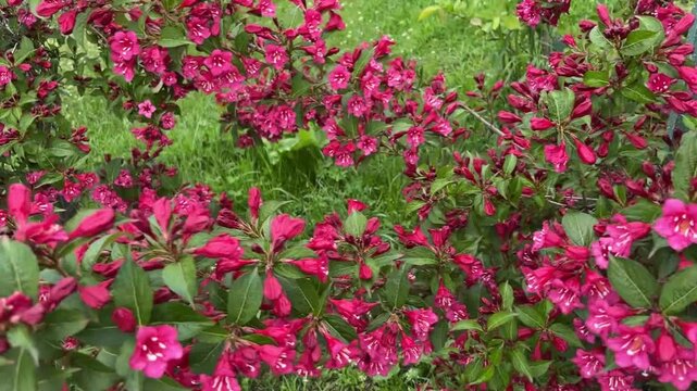 In summer, the weigela bush blooms with bright pink flowers in Belarus.