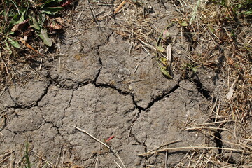 Detailed close-up of a dirt field featuring patches of green grass and scattered weeds in natural light.