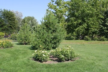A serene park scene featuring a small tree surrounded by lush greenery and open skies.