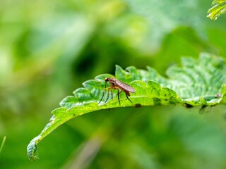 bright dancing fly on a green leaf