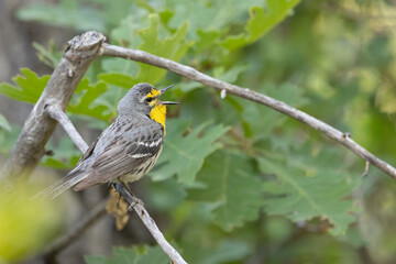 A male Grace's Warbler perched on a shaded twig sings loud and clear to defend his territory in the pine oak woodland of the mountains of Southern Utah, USA on a spring morning.