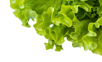 Fresh lettuce leaves on transparent background