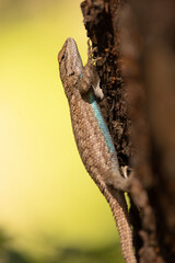 A Western Fence Lizard holds very still while it hangs on the side of a tree watching the camera...