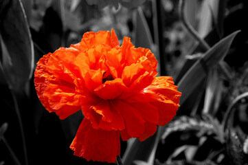 red poppy on black