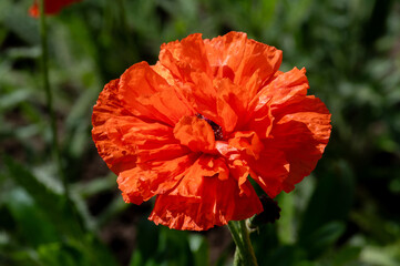 red poppy flower in garden