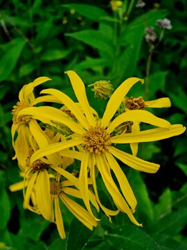 yellow crownbeard flower