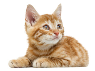 Adorable Ginger Kitten Lying Down, Looking Upward