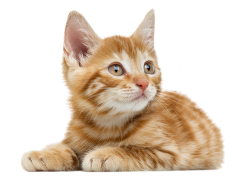 Adorable Ginger Kitten Lying Down, Looking Upward