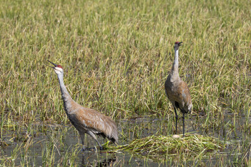 Pair of Sandhill Cranes at a Nest in a Pond in Wyoming in Springtime